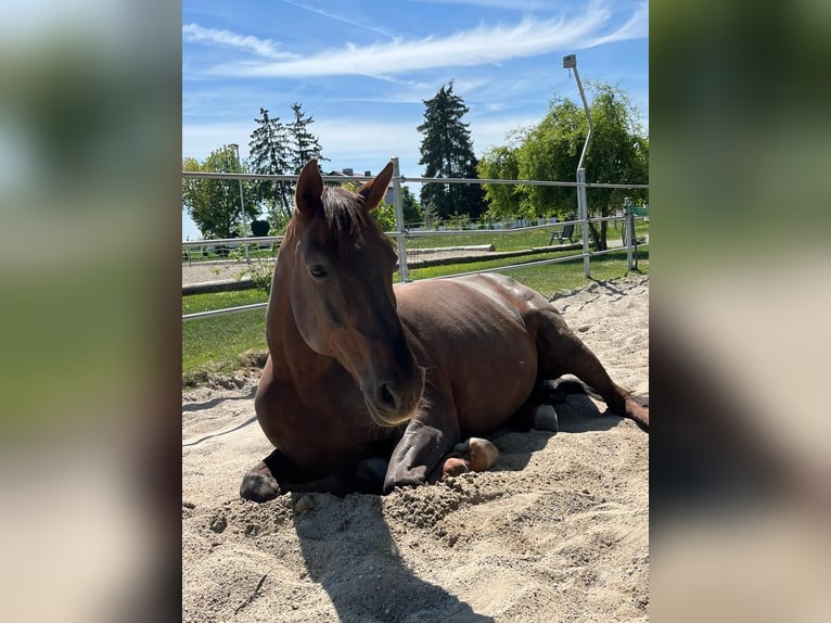 Selle Français Gelding 17 years 16,2 hh Chestnut-Red in Neuburg an der Donau