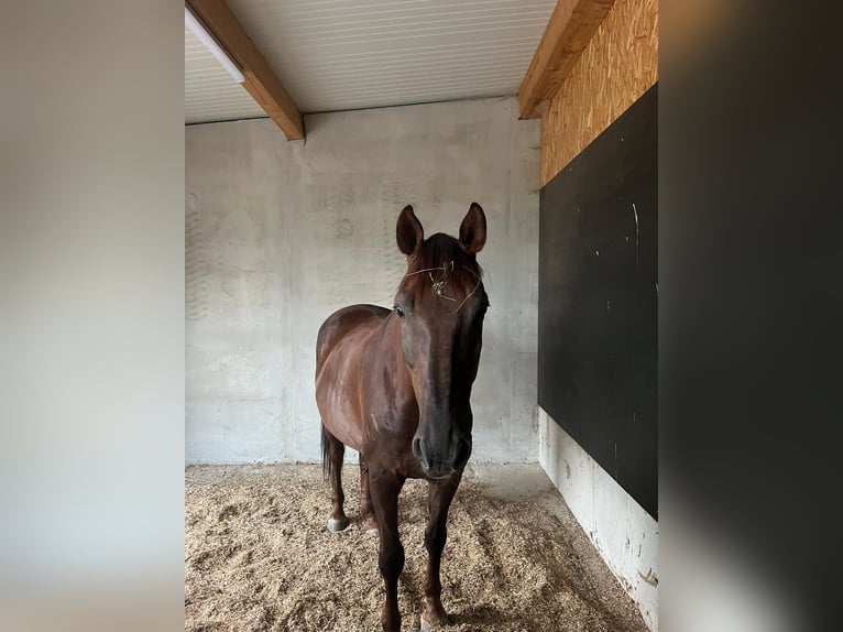 Selle Français Gelding 17 years 16,2 hh Chestnut-Red in Neuburg an der Donau