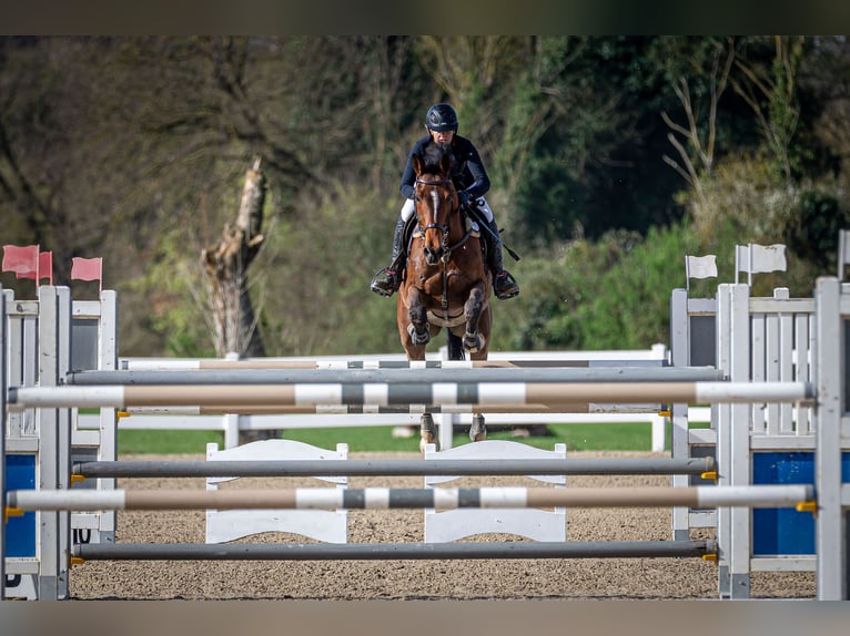 Selle Français Gelding 17 years 16,3 hh Brown in Premia De Dalt