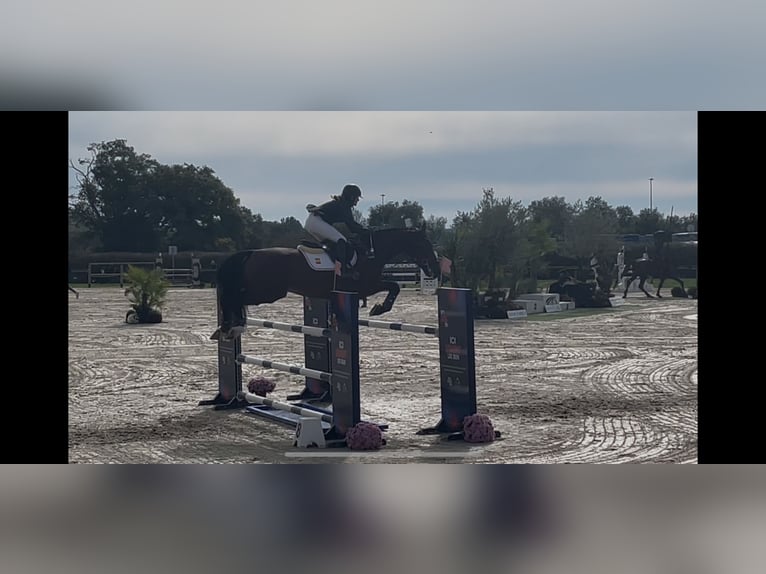 Selle Français Gelding 17 years 16,3 hh Brown in Premia De Dalt
