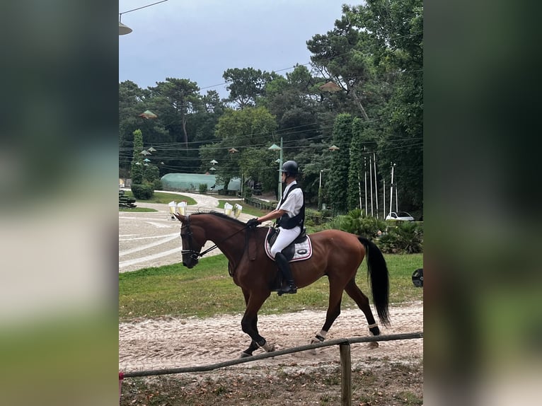 Selle Français Gelding 17 years 17.2 hh Smoky-Black in La Rochelle