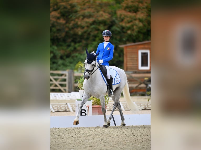 Selle Français Gelding 18 years 14,2 hh Grey in Bertinoro