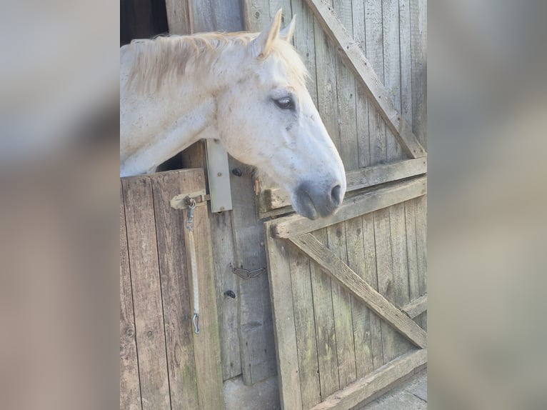 Selle Français Gelding 18 years 16.1 hh Grey in Euskirchen