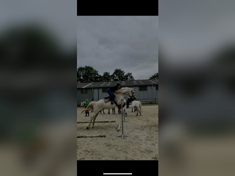 Selle Français Mix Gelding 18 years 16,1 hh Gray-Fleabitten in Rennes