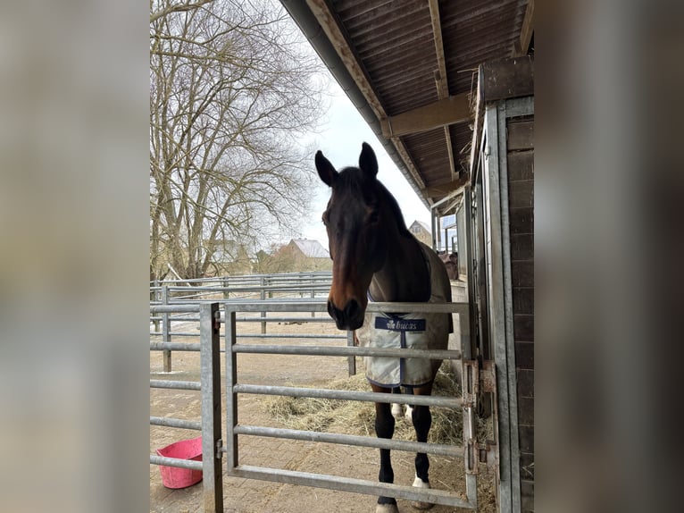 Selle Français Gelding 18 years 17,1 hh Brown in Rockenhausen