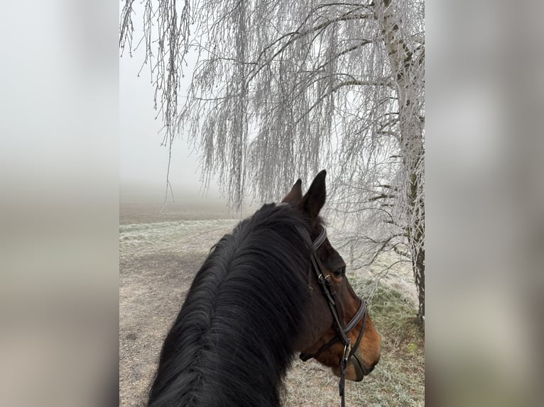 Selle Français Gelding 18 years 17,1 hh Brown in Rockenhausen