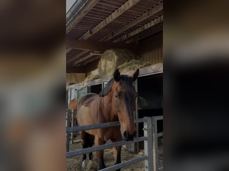 Selle Français Gelding 18 years 17,1 hh Brown in Rockenhausen