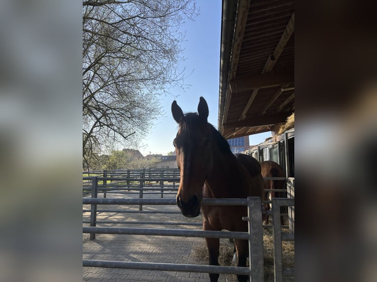 Selle Français Gelding 18 years 17,1 hh Brown in Rockenhausen
