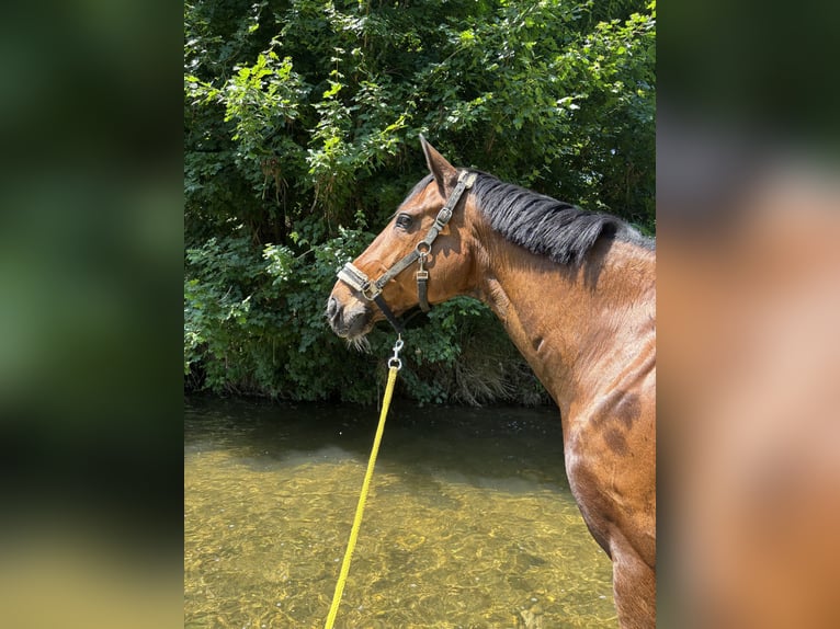 Selle Français Gelding 19 years 16 hh Brown in M&#xFC;nchendorf
