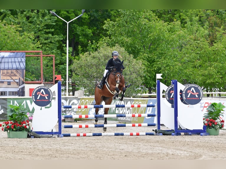 Selle Français Gelding 19 years 16 hh Brown in M&#xFC;nchendorf