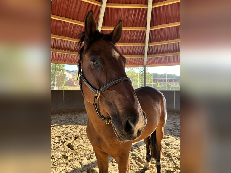 Selle Français Gelding 19 years 16 hh Brown in M&#xFC;nchendorf