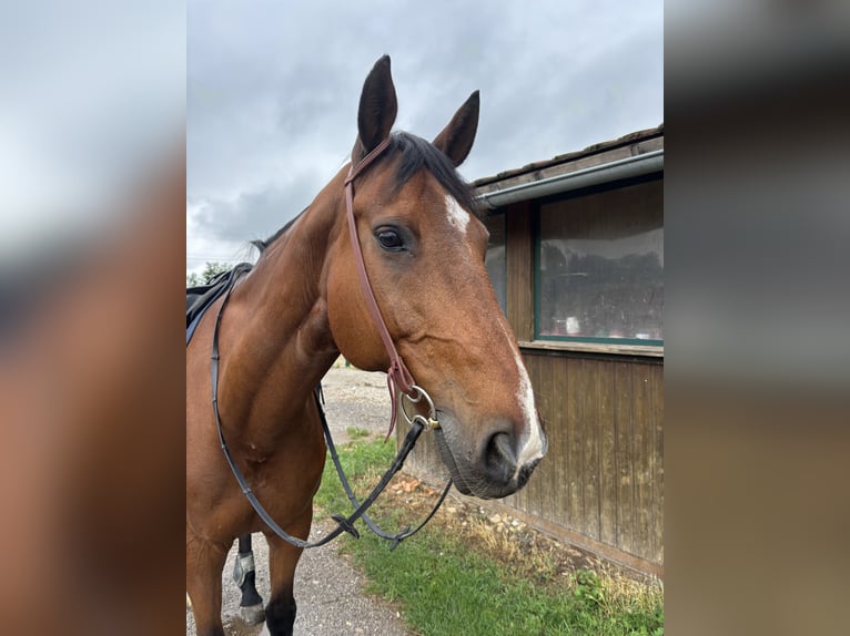 Selle Français Gelding 19 years 16 hh Brown in M&#xFC;nchendorf