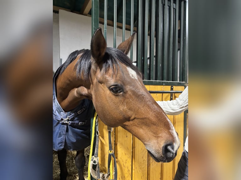 Selle Français Gelding 19 years 16 hh Brown in M&#xFC;nchendorf