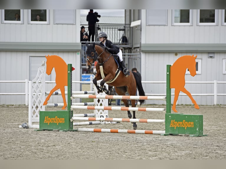 Selle Français Gelding 19 years 16 hh Brown in M&#xFC;nchendorf