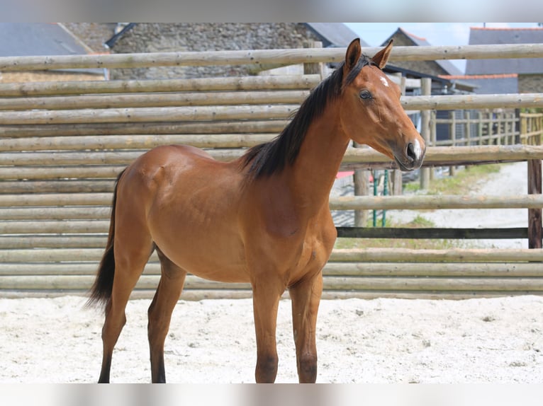 Selle Français Gelding 1 year 13,2 hh Brown in Pleurtuit