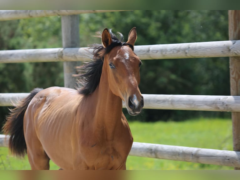 Selle Français Gelding 1 year 13,2 hh Brown in Pleurtuit