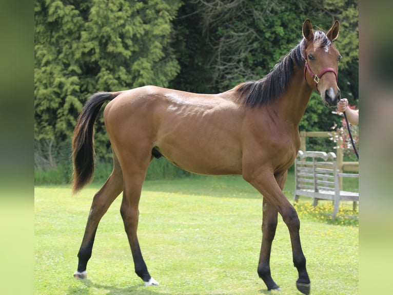 Selle Français Gelding 1 year 13,2 hh Brown in Pleurtuit