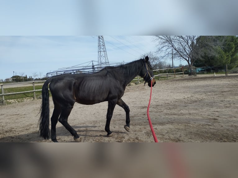 Selle Français Gelding 22 years 16,1 hh Brown in Madrid