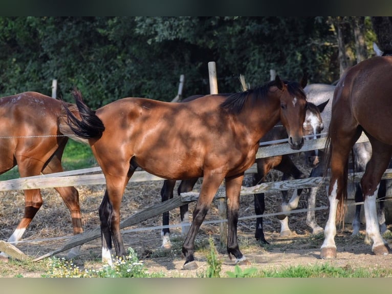 Selle Français Gelding 2 years 14,2 hh Brown in Montmaur