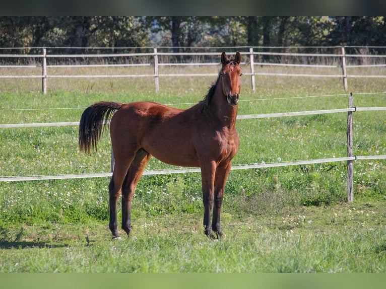 Selle Français Gelding 2 years 14,2 hh Brown in Villeréal