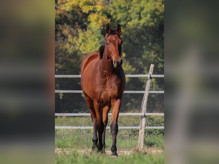 Selle Français Gelding 2 years 14,2 hh Brown in Villeréal