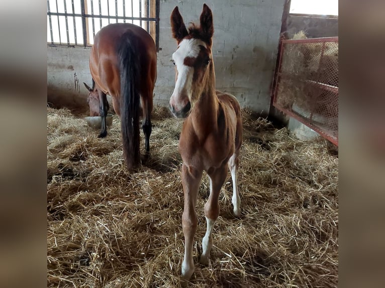 Selle Français Gelding 2 years 16,2 hh Brown in Dampierre