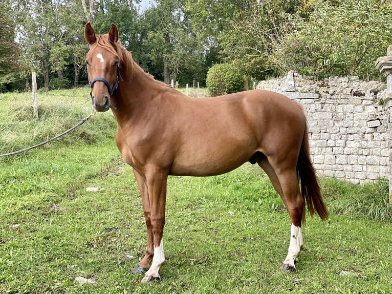 Selle Français Gelding 2 years 16 hh Chestnut-Red in Vaucelles