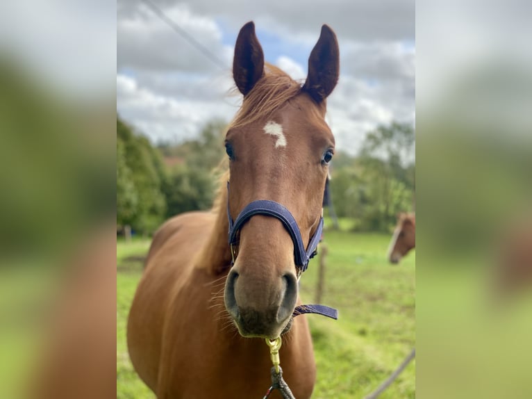 Selle Français Gelding 2 years 16 hh Chestnut-Red in Vaucelles