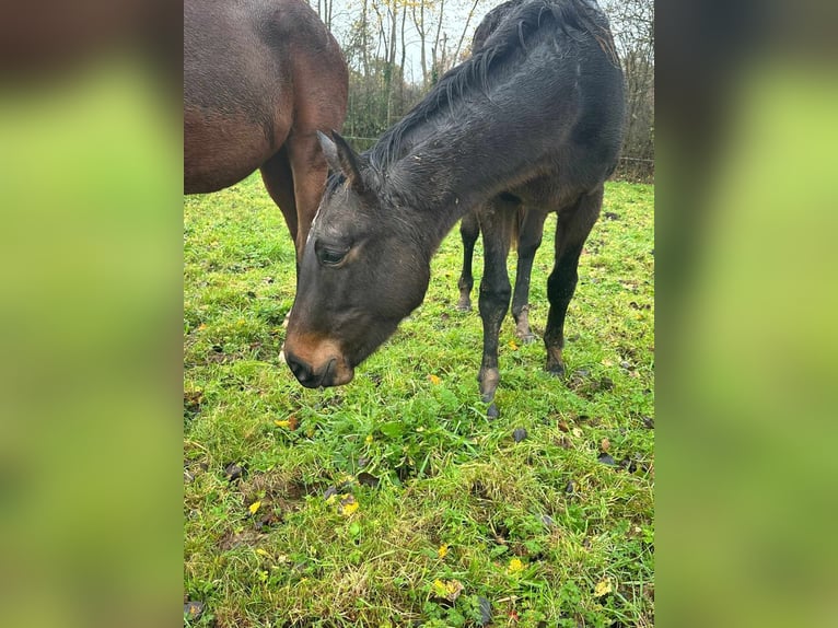 Selle Français Gelding 2 years 16 hh Smoky-Black in THEREVAL