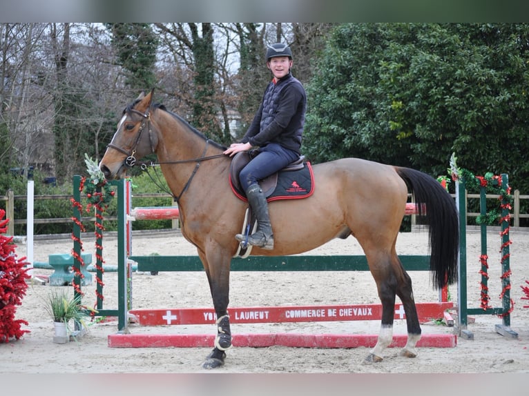 Selle Français Gelding 2 years 16,1 hh Brown in Saint-Genis-Pouilly