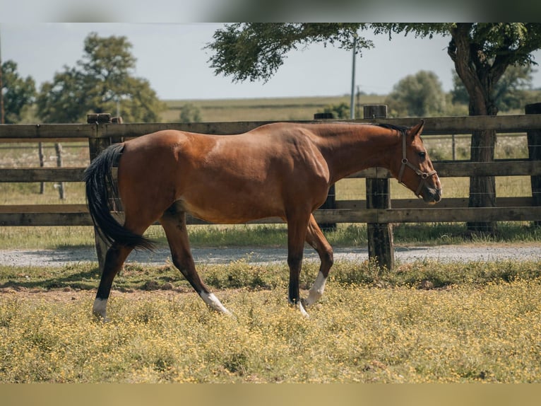 Selle Français Gelding 2 years 17,1 hh Brown in segré