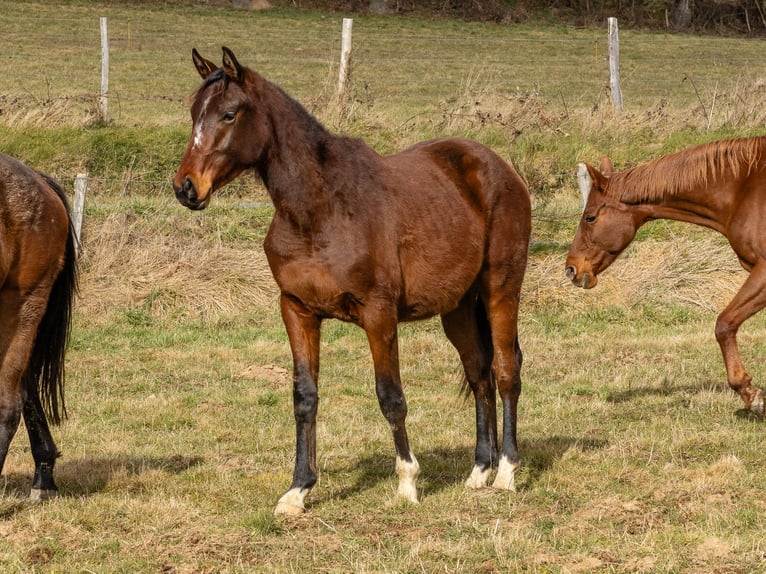 Selle Français Gelding 2 years Brown in Vitrac