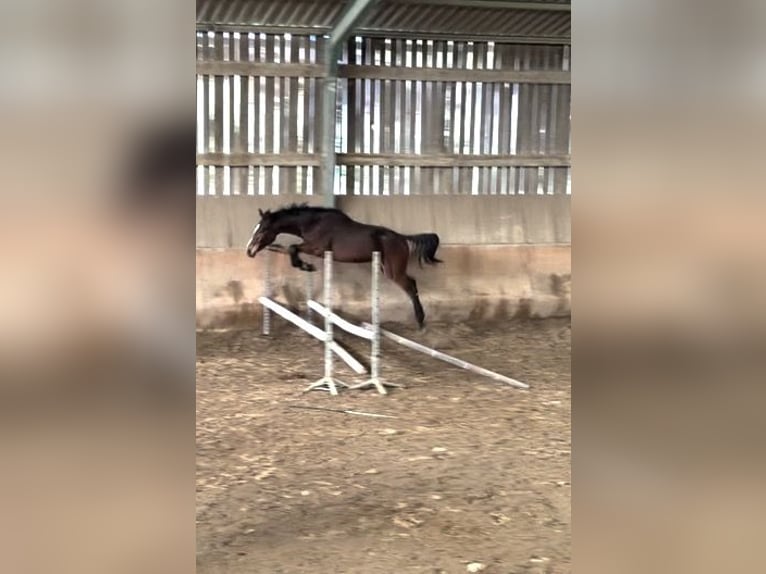 Selle Français Gelding 2 years Smoky-Black in Plouër-sur-Rance