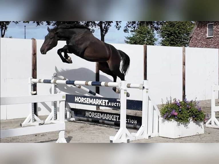 Selle Français Gelding 3 years 15.2 hh Bay-Dark in Waddinxveen