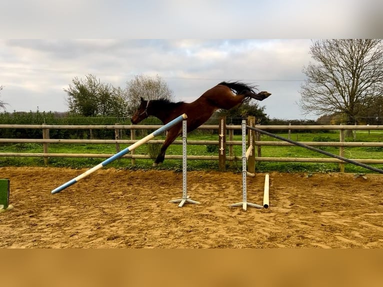 Selle Français Gelding 3 years 16,1 hh Brown in Saint paterne racan