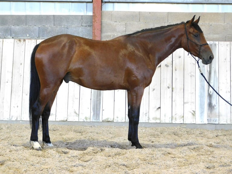 Selle Français Gelding 3 years 16 hh Brown in NAIVES EN BLOIS