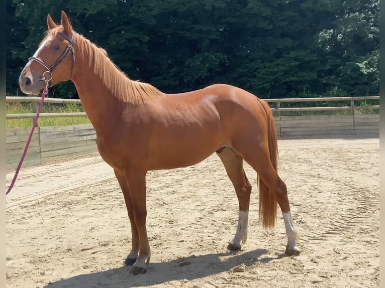 Selle Français Gelding 3 years 16 hh Chestnut-Red in GROTE-BROGEL