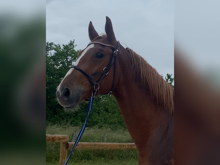 Selle Français Gelding 3 years 16 hh Chestnut-Red in GROTE-BROGEL