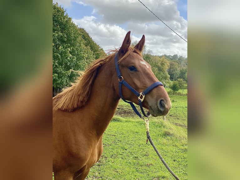 Selle Français Gelding 3 years 16 hh Chestnut-Red in Vaucelles