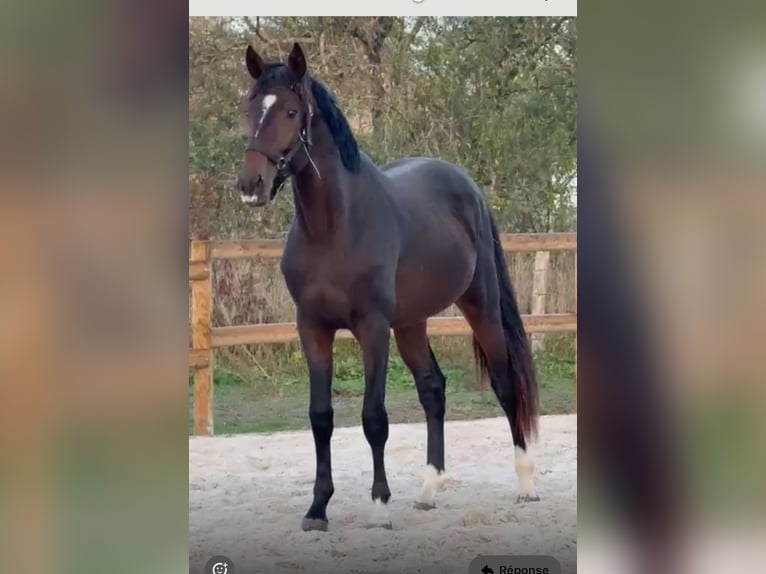 Selle Français Gelding 3 years 16 hh Smoky-Black in Orain