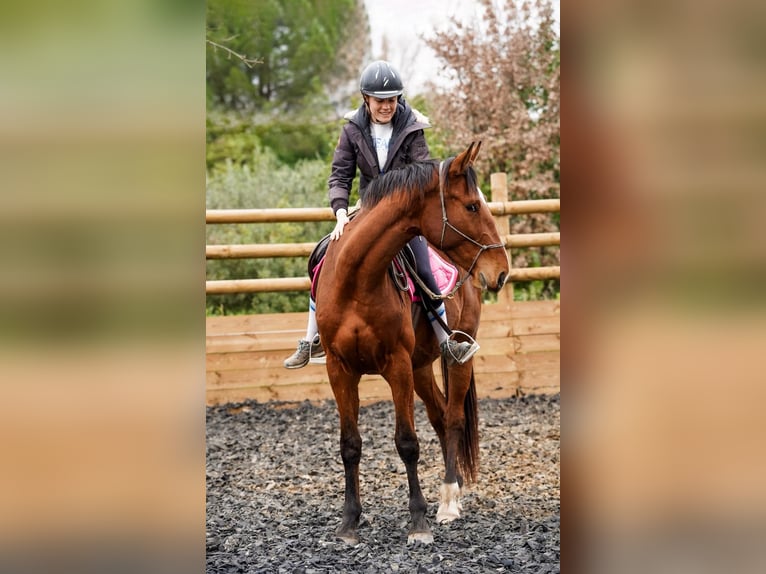 Selle Français Gelding 3 years 16,1 hh Bay in Solliès-Ville