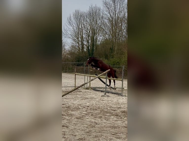 Selle Français Gelding 3 years 16,2 hh Brown in Coudekerque Village