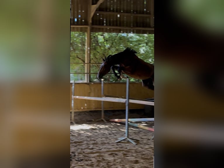Selle Français Gelding 3 years Bay-Dark in Tours