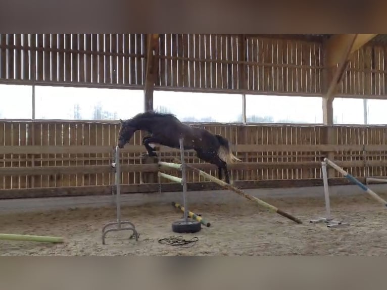 Selle Français Gelding 4 years 15.2 hh Brown in Andouillé-Neuville
