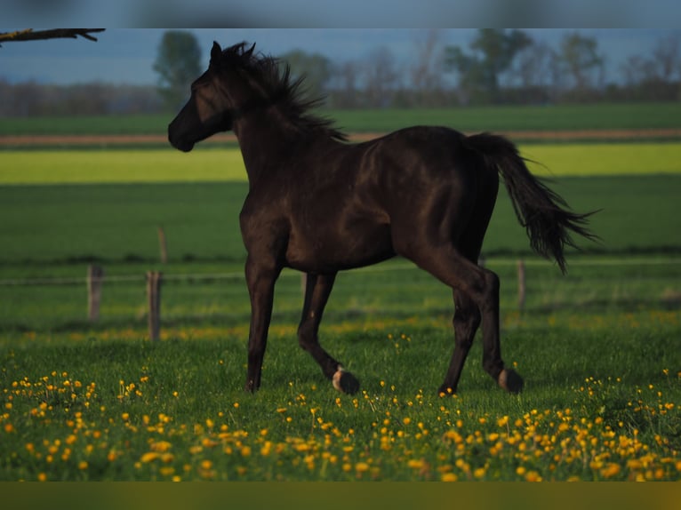 Selle Français Gelding 4 years 15,3 hh Smoky-Black in STRASBOURG