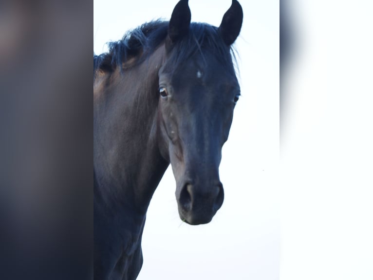 Selle Français Gelding 4 years 15,3 hh Smoky-Black in STRASBOURG