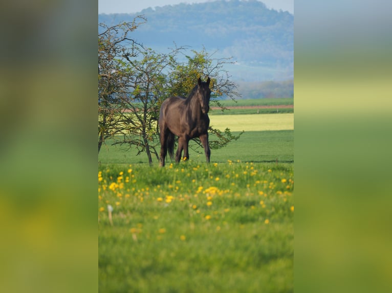 Selle Français Gelding 4 years 15,3 hh Smoky-Black in STRASBOURG