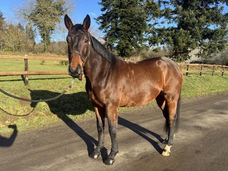 Selle Français Gelding 4 years 15,2 hh Brown in Saint Georges de Reintembault