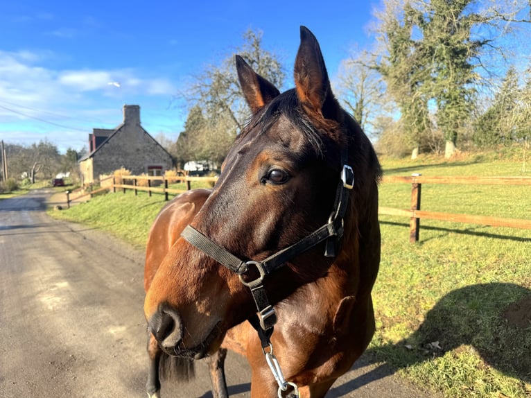 Selle Français Gelding 4 years 15,2 hh Brown in Saint Georges de Reintembault