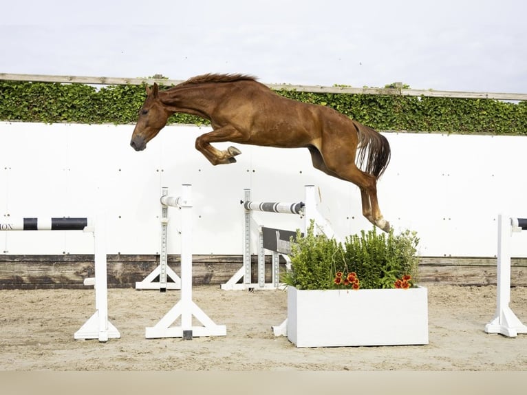 Selle Français Gelding 4 years 15,2 hh Chestnut-Red in Nowa Sól